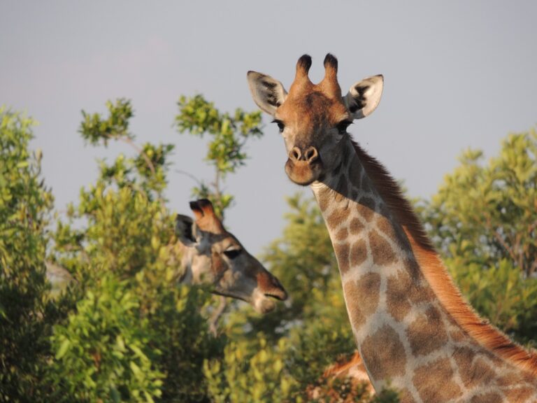 África do Sul - Girafas