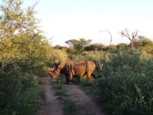 África do Sul - Rinoceronte