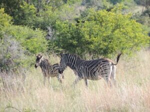 África do Sul - Zebras