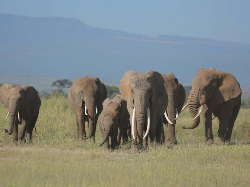 Parque Nacional Amboseli - Elefantes