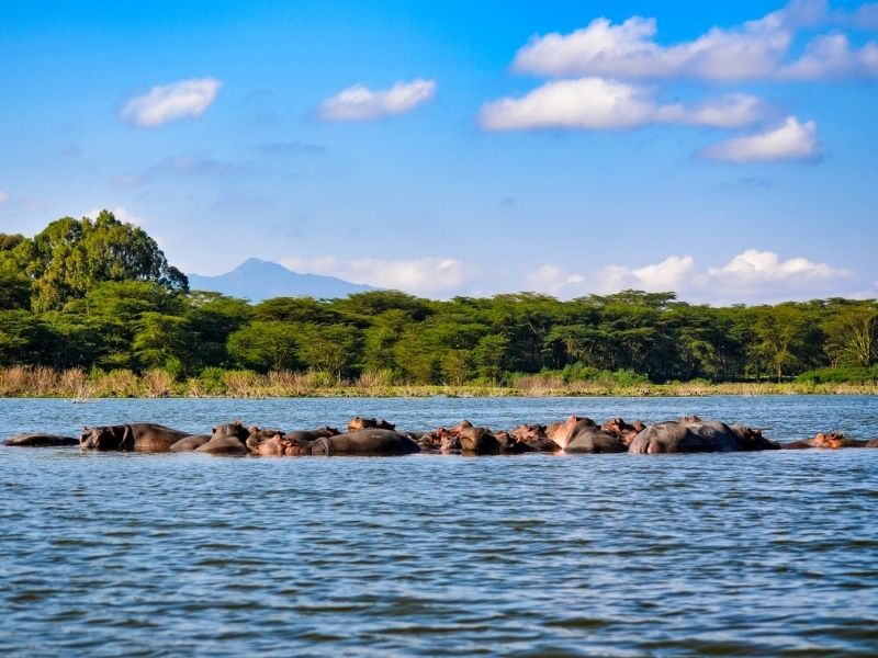 Parque Nacional Lago Nakuru - Hipopotamos