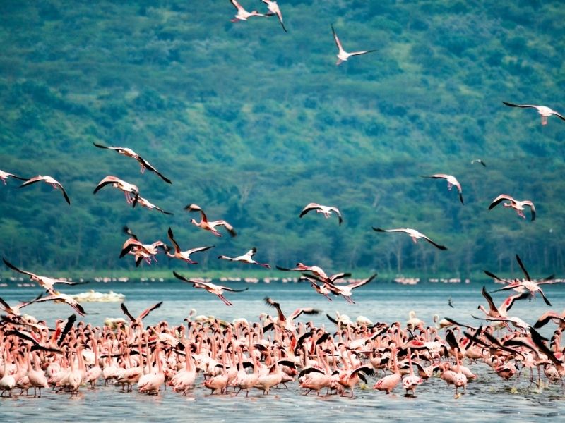 Parque Nacional Lago Nakuru