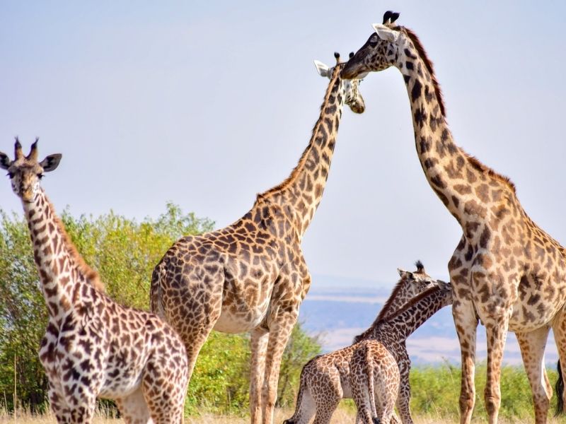Reserva Nacional Masai Mara - Girafas