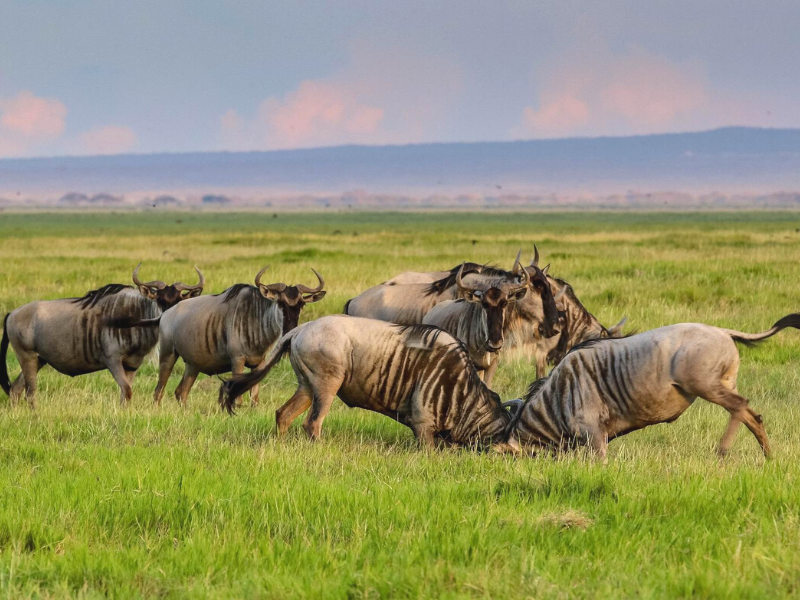 Parque Nacional Amboseli - Gnus