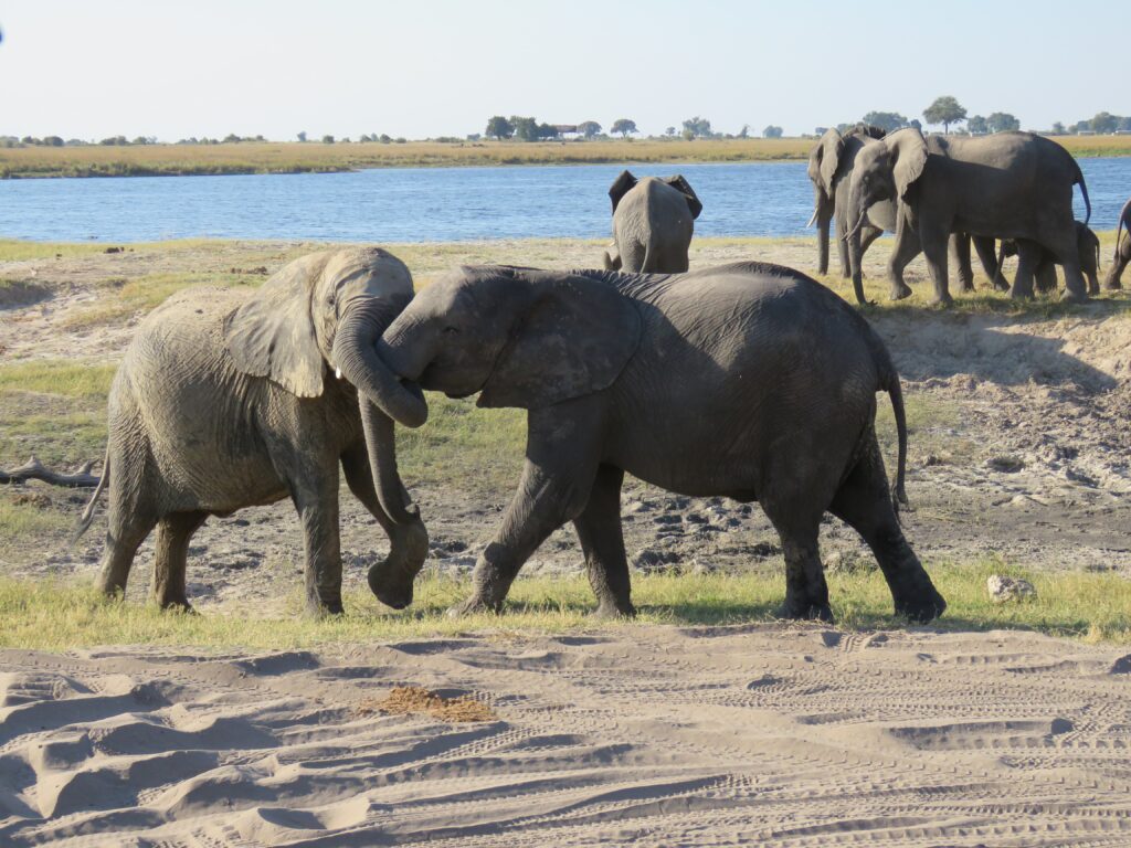 Parque Nacional Chobe - Grupo de Elefantes