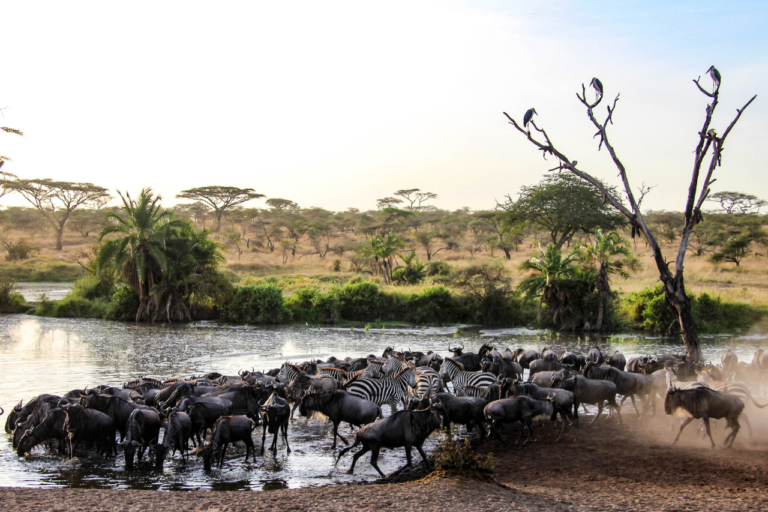 Serengeti